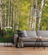 Osmidílná papírová fototapeta Cesta v březovém lese z kolekce Sunny Decor výrobce Komar