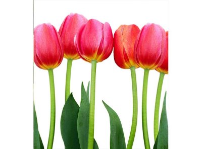 Vliesová fototapeta Tulipány 225 x 250 cm + lepidlo zdarma / MS-3-0126 vliesové fototapety na zeď DIMEX