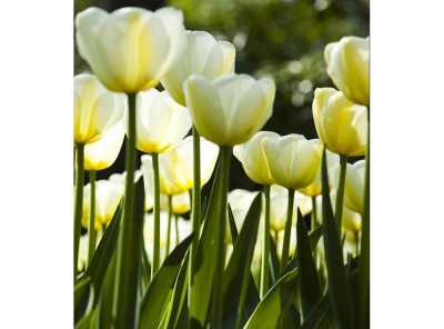 Vliesová fototapeta Bílé tulipány 225 x 250 cm + lepidlo zdarma / MS-3-0127 vliesové fototapety na zeď DIMEX