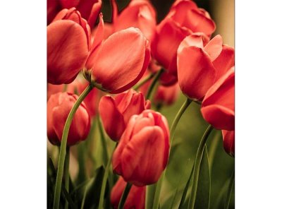Vliesová fototapeta Červené tulipány 225 x 250 cm + lepidlo zdarma / MS-3-0128 vliesové fototapety na zeď DIMEX