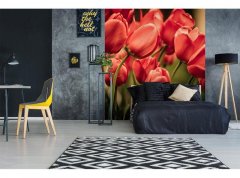 Obrazová tapeta Červené tulipány - vliesová fototapeta DIMEX LINE