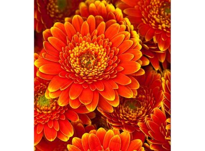 Vliesová fototapeta Gerbera 225 x 250 cm + lepidlo zdarma / MS-3-0131 vliesové fototapety na zeď DIMEX