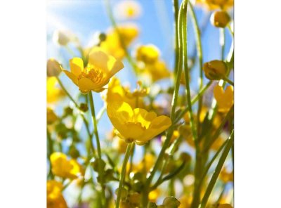 Vliesová fototapeta Žluté květiny 225 x 250 cm + lepidlo zdarma / MS-3-0134 vliesové fototapety na zeď DIMEX