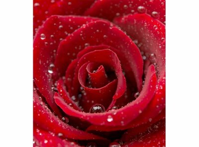 Vliesová fototapeta Červená růže 225 x 250 cm + lepidlo zdarma / MS-3-0138 vliesové fototapety na zeď DIMEX