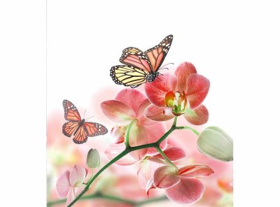Vliesová fototapeta Motýli a orchideje 225 x 250 cm + lepidlo zdarma / MS-3-0146 vliesové fototapety na zeď DIMEX