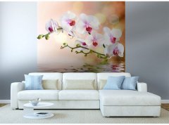 Obrazová tapeta Bílá orchidej - vliesová fototapeta DIMEX LINE