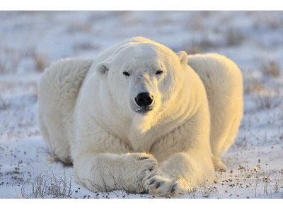 Vliesová fototapeta Lední medvěd 375 x 250 cm + lepidlo zdarma / MS-5-0220 vliesové fototapety na zeď DIMEX