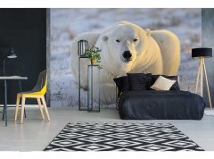 Obrazová tapeta Lední medvěd - vliesová fototapeta DIMEX LINE