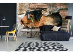 Obrazová tapeta Kočka a pes - vliesová fototapeta DIMEX LINE