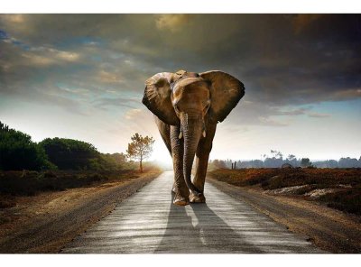 Vliesová fototapeta Kráčející slon 375 x 250 cm + lepidlo zdarma / MS-5-0225 vliesové fototapety na zeď DIMEX