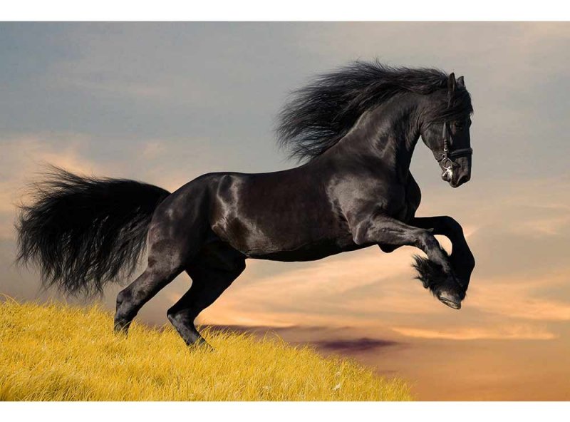Vliesová fototapeta Černý kůň 375 x 250 cm + lepidlo zdarma / MS-5-0228 vliesové fototapety na zeď DIMEX