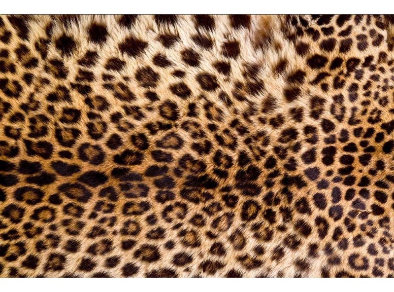 Vliesová fototapeta Leopardí kůže 375 x 250 cm + lepidlo zdarma / MS-5-0184 vliesové fototapety na zeď DIMEX