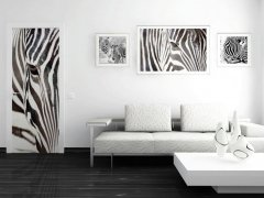 fototapeta Zebra