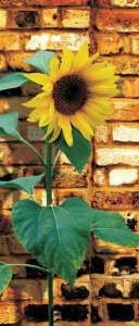 Vliesová fototapeta Slunečnice FTNV2841 / Fototapety na zeď, dveře 1-díl Sunflower FTNV 2841 (90 x 202cm) AG Design