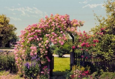 Fototapeta na zeď 8 dílná Rose Garden 8-936 / Fototapety na zeď 8 dílné Komar (368 x 254 cm)