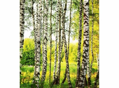 Vliesová fototapeta Březový les 225 x 250 cm + lepidlo zdarma / MS-3-0094 vliesové fototapety na zeď DIMEX