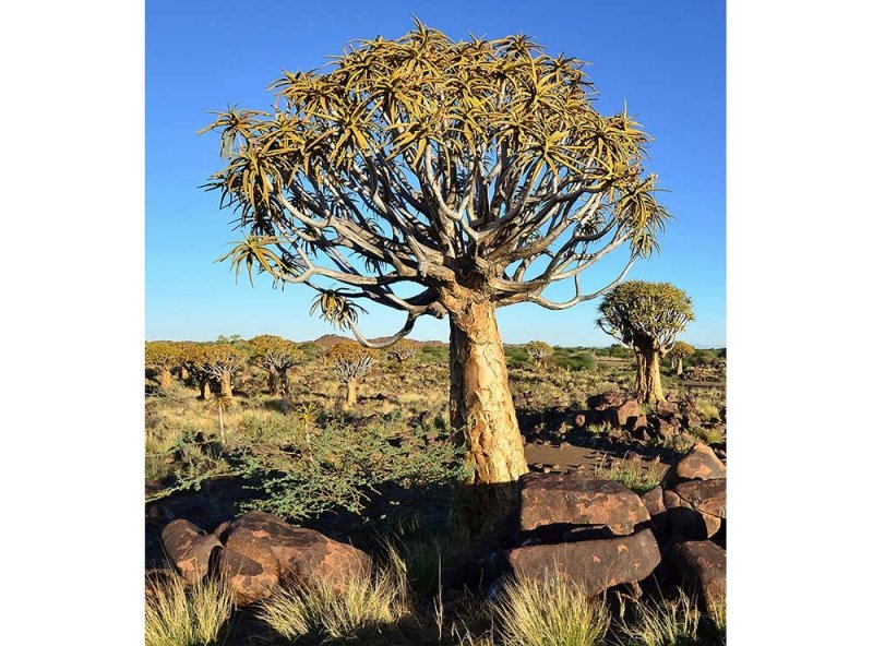 Vliesová fototapeta Namibie 225 x 250 cm + lepidlo zdarma / MS-3-0103 vliesové fototapety na zeď DIMEX