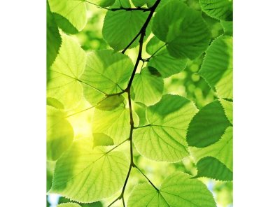 Vliesová fototapeta Zelené listy 225 x 250 cm + lepidlo zdarma / MS-3-0107 vliesové fototapety na zeď DIMEX