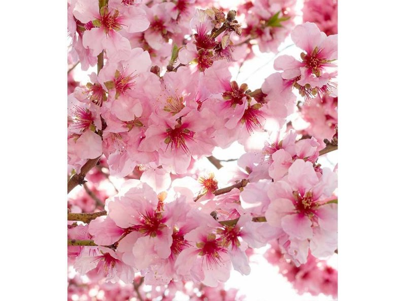 Vliesová fototapeta Květy jabloní 225 x 250 cm + lepidlo zdarma / MS-3-0108 vliesové fototapety na zeď DIMEX