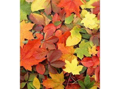 Vliesová fototapeta Pestrobarevné listí 225 x 250 cm + lepidlo zdarma / MS-3-0115 vliesové fototapety na zeď DIMEX