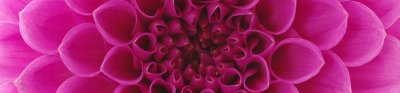 Samolepicí fototapeta na kuchyňskou linku Růžová jiřina KI260-049 / Fototapety do kuchyně Dimex (260 x 60 cm)