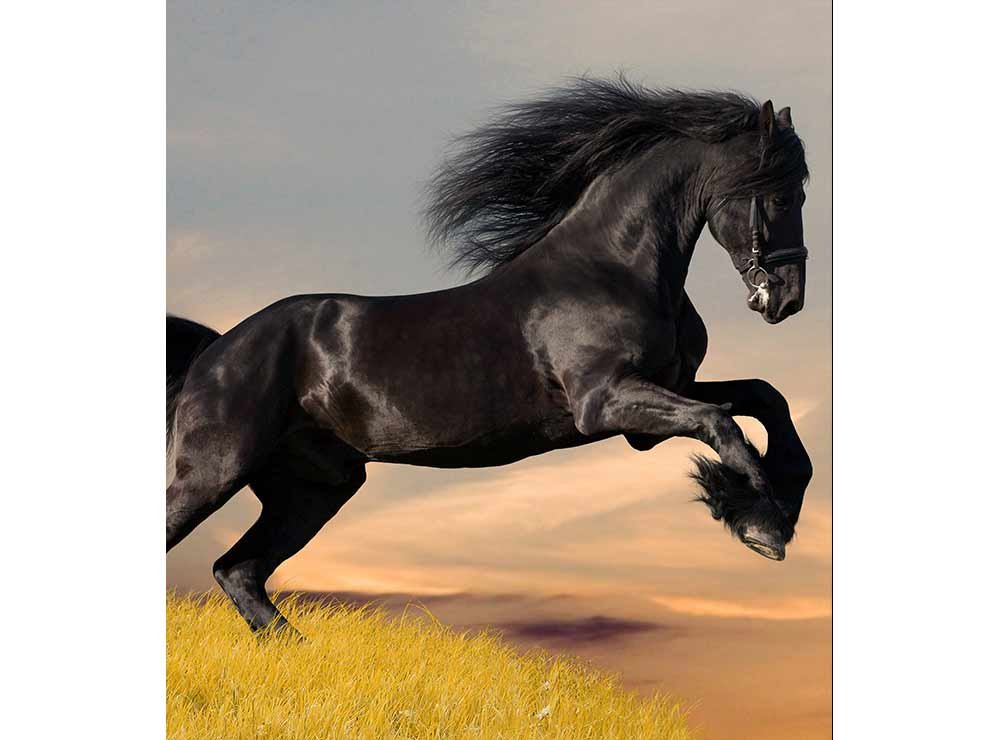 Vliesová fototapeta Černý kůň 225 x 250 cm + lepidlo zdarma / MS-3-0228 vliesové fototapety na zeď DIMEX
