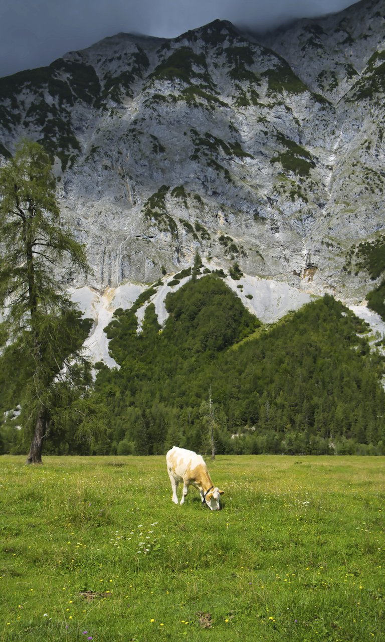 Vliesová fototapeta horská pastvina, rozměr 159 x 265 cm / vliesové fototapety na zeď Magic Walls 364637 Rasch