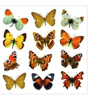 Samolepicí  dekorace Butterflies 54453 / Samolepky na zeď Crearreda (31 x 31 cm)
