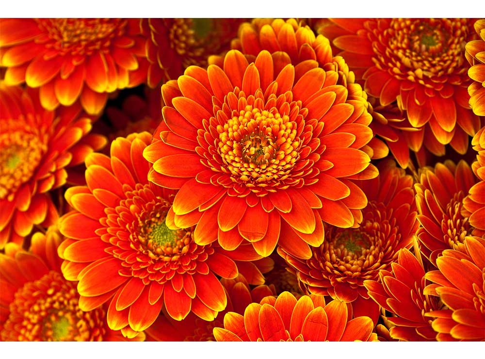 Vliesová fototapeta Gerbera 375 x 250 cm + lepidlo zdarma / MS-5-0131 vliesové fototapety na zeď DIMEX