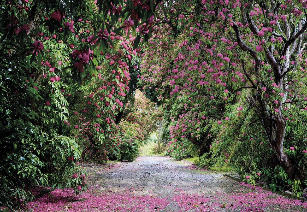 Fototapeta Národní park v Irsku Wicklow Park 8-985 / Obrazové tapety a fototapety na zeď Komar (368 x 254 cm)