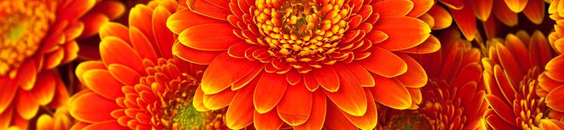 Samolepicí fototapeta na kuchyňskou linku Gerbera KI260-059 / Fototapety do kuchyně Dimex (260 x 60 cm)