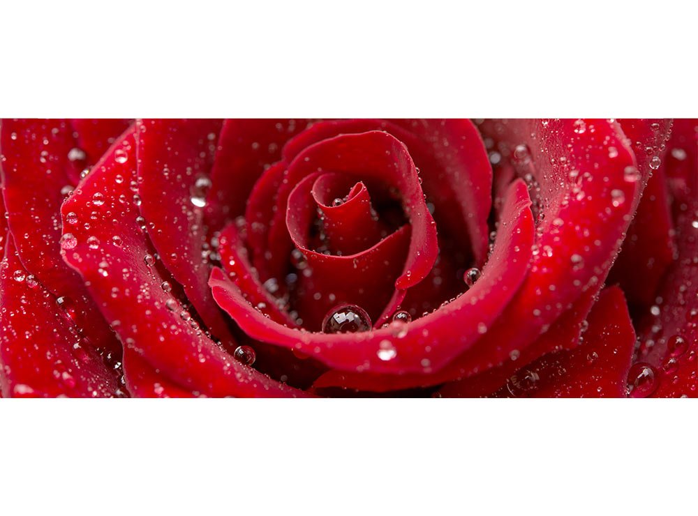 Vliesová fototapeta Červená růže 375 x 150 cm panoramatická + lepidlo zdarma / MP-2-0138 vliesové fototapety na zeď DIMEX