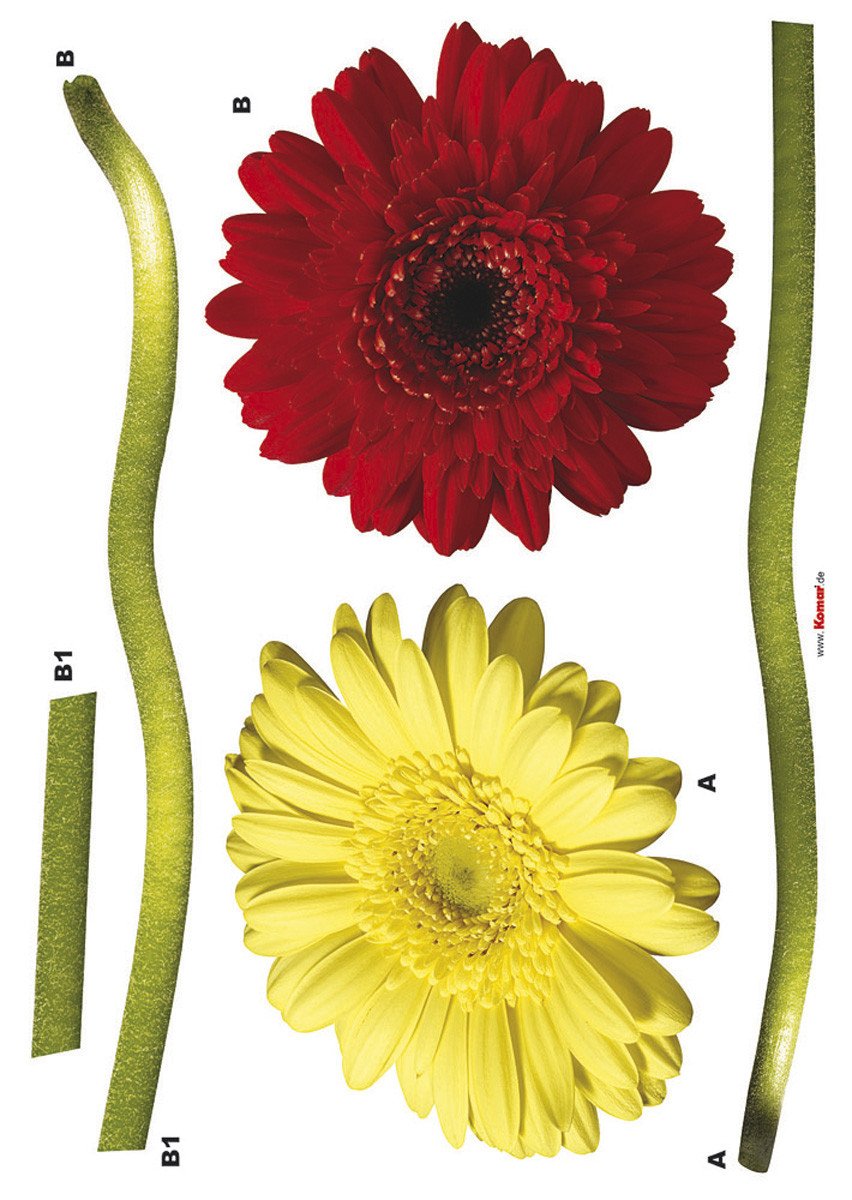 Samolepicí dekorace 50x70cm na zeď Freestyle Gerbera 17011 Komar