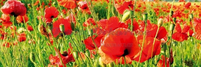 Samolepicí fototapeta na kuchyňskou linku Poppies KI180-028 / Fototapety do kuchyně Dimex (180 x 60 cm)