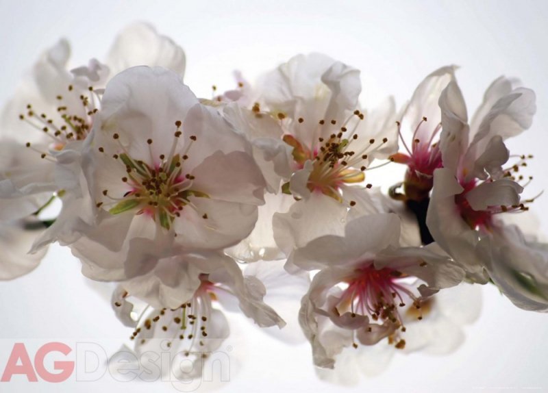 Vliesová fototapeta Něžné bílé květy FTNM-2654 / Fototapety na zeď  Něha - Tenderness (160 x 110 cm) AG Design
