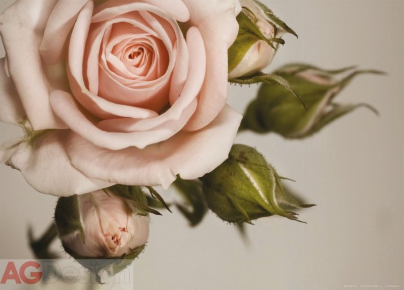 Vliesová fototapeta rozkvetlá růže, květ FTNM-2620 / Fototapety na zeď Rose(160 x 110 cm) AG Design