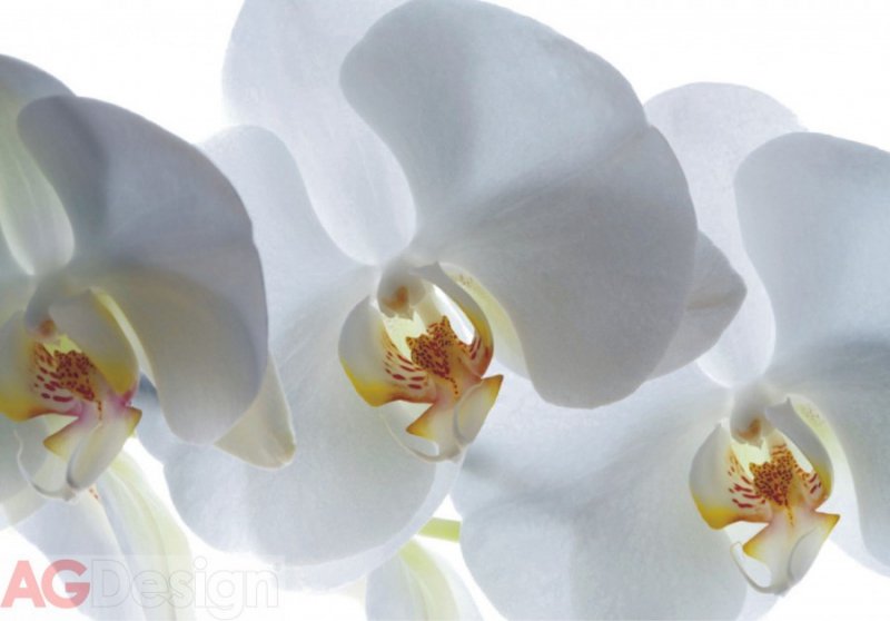 Papírová fototapeta bílá orchidej FTSS0832 / Papírové fototapety 1 dílné na zeď White Orchid FT0832 AG Design (180 x 127 cm)