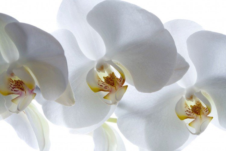 Vliesová fototapeta Bílá orchidej FTNXXL-0466 / fototapety na zeď  White Orchid (360 X 270 cm) AG Design