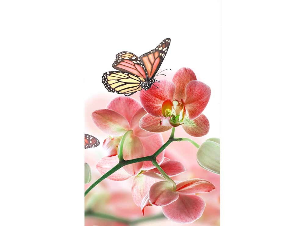Vliesová fototapeta Motýli a orchideje 150 x 250 cm + lepidlo zdarma / MS-2-0146 vliesové fototapety na zeď DIMEX