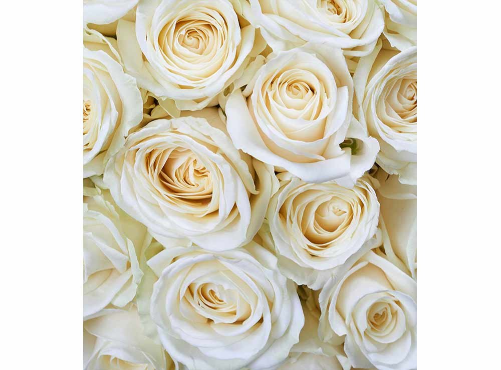 Vliesová fototapeta Bílé růže 225 x 250 cm + lepidlo zdarma / MS-3-0137 vliesové fototapety na zeď DIMEX