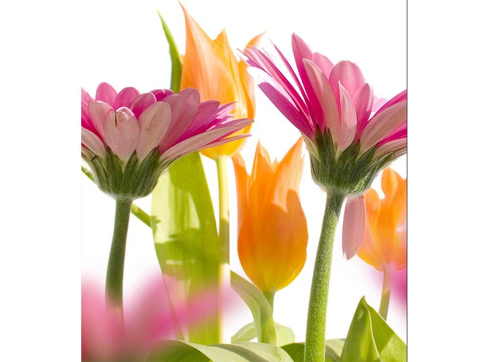 Vliesová fototapeta Jarní květiny 225 x 250 cm + lepidlo zdarma / MS-3-0142 vliesové fototapety na zeď DIMEX