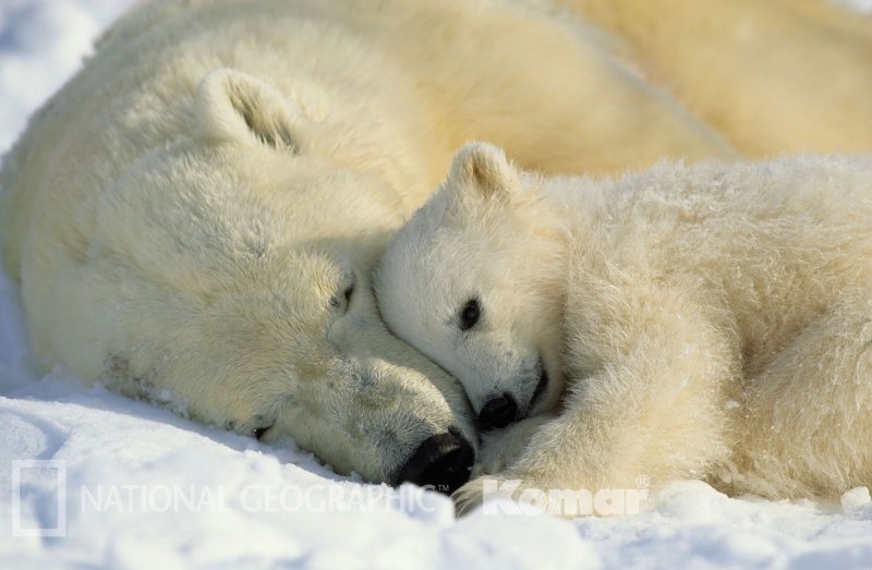 Fototapeta / Fototapety 1-dílné (184 x 127cm) Komar National Geographic Polar Bears 1-605