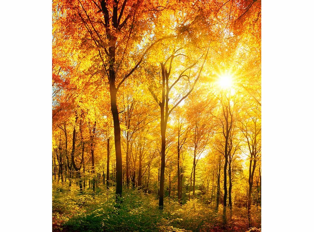 Vliesová fototapeta Slunečný les 225 x 250 cm + lepidlo zdarma / MS-3-0067 vliesové fototapety na zeď DIMEX